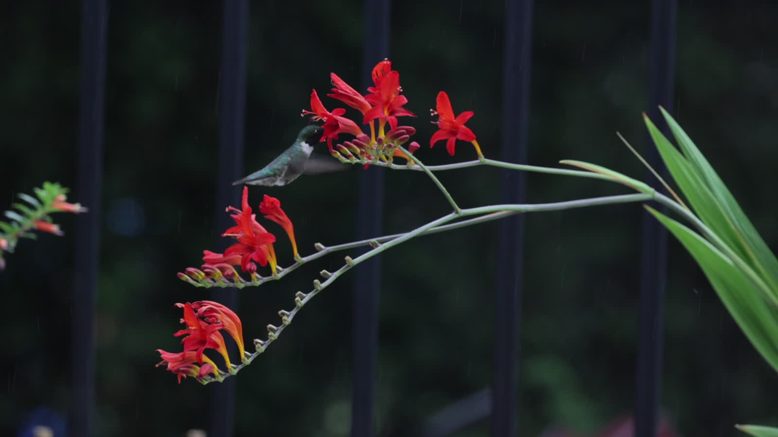 Why can hummingbirds hover and fly backward?